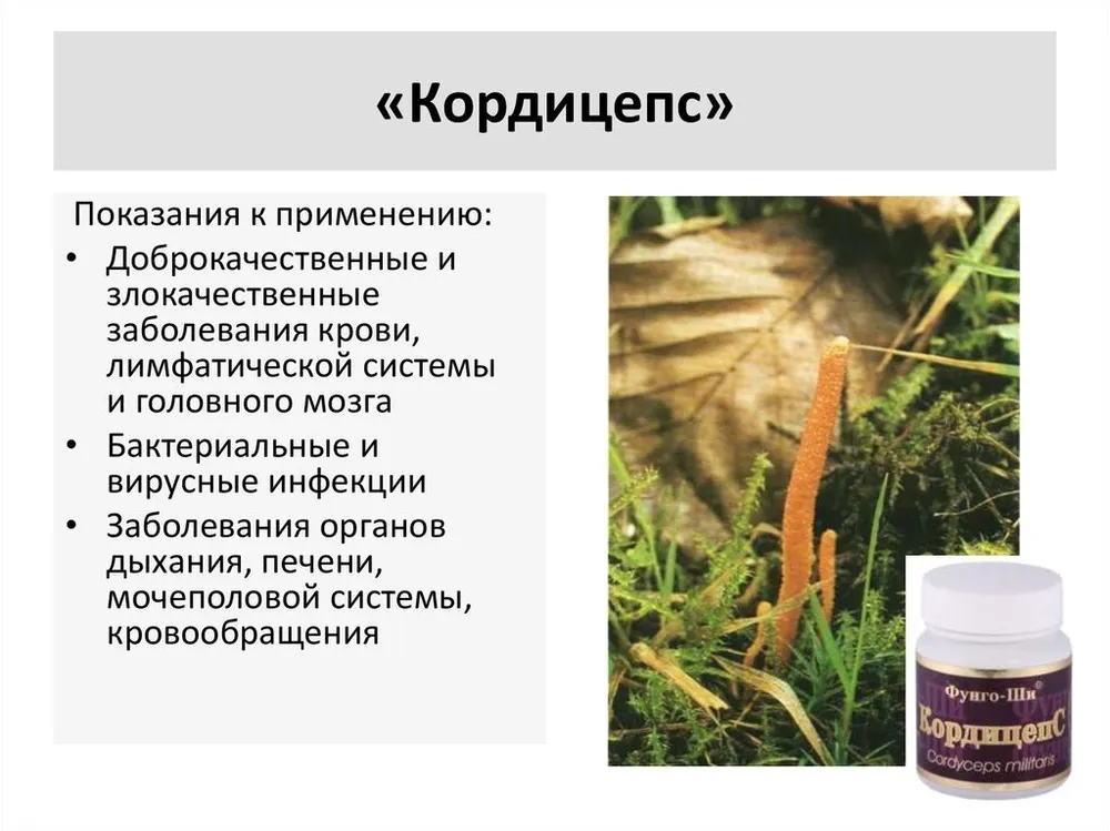 Кордицепс военный (сordyceps militaris): описание гриба и применение