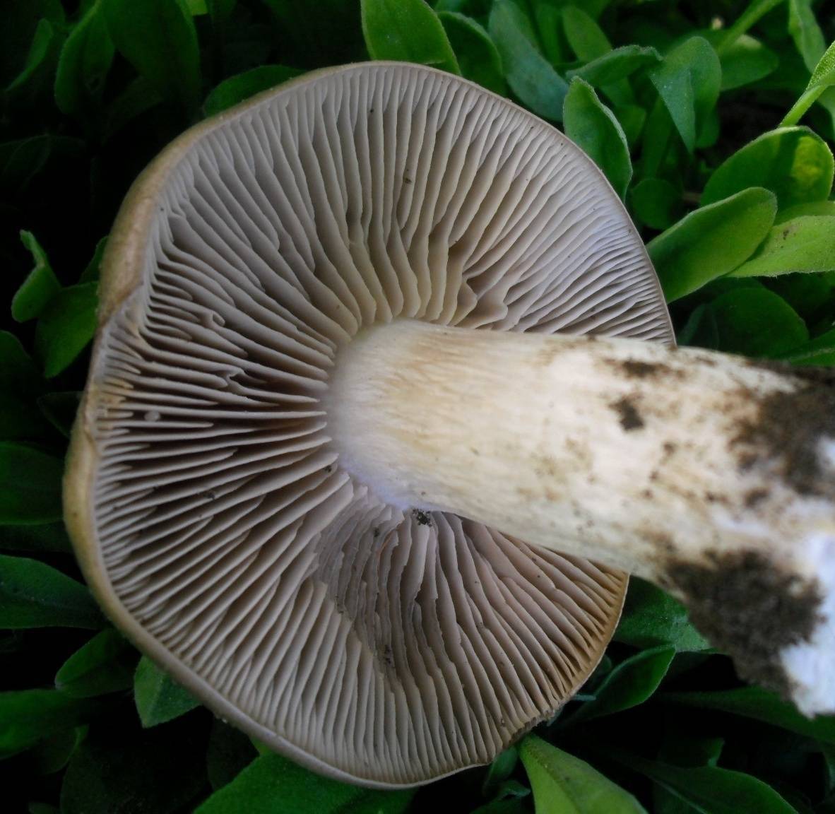 Энтолома садовая или лесная, подсливник, подабрикосовик (entoloma clypeatum): фото, описание съедобного гриба