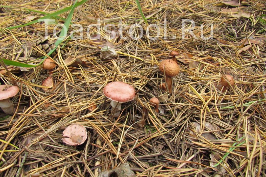 Какие бывают розовые грибы: разновидности, описание и фото