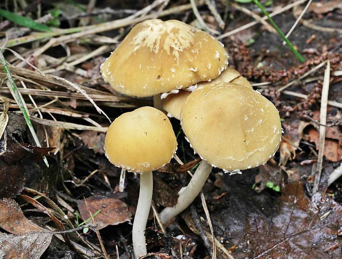 А вы знаете, чем отличается шампиньон лесной от обычного? всё о грибе-колпаке!