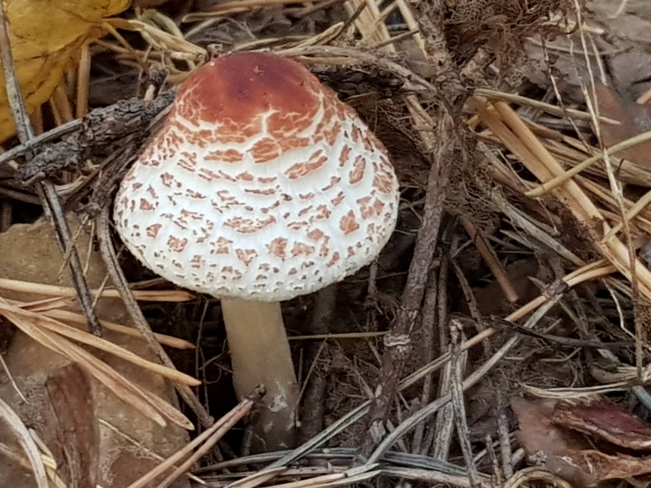 Разновидности коричневых грибов: описание и фото