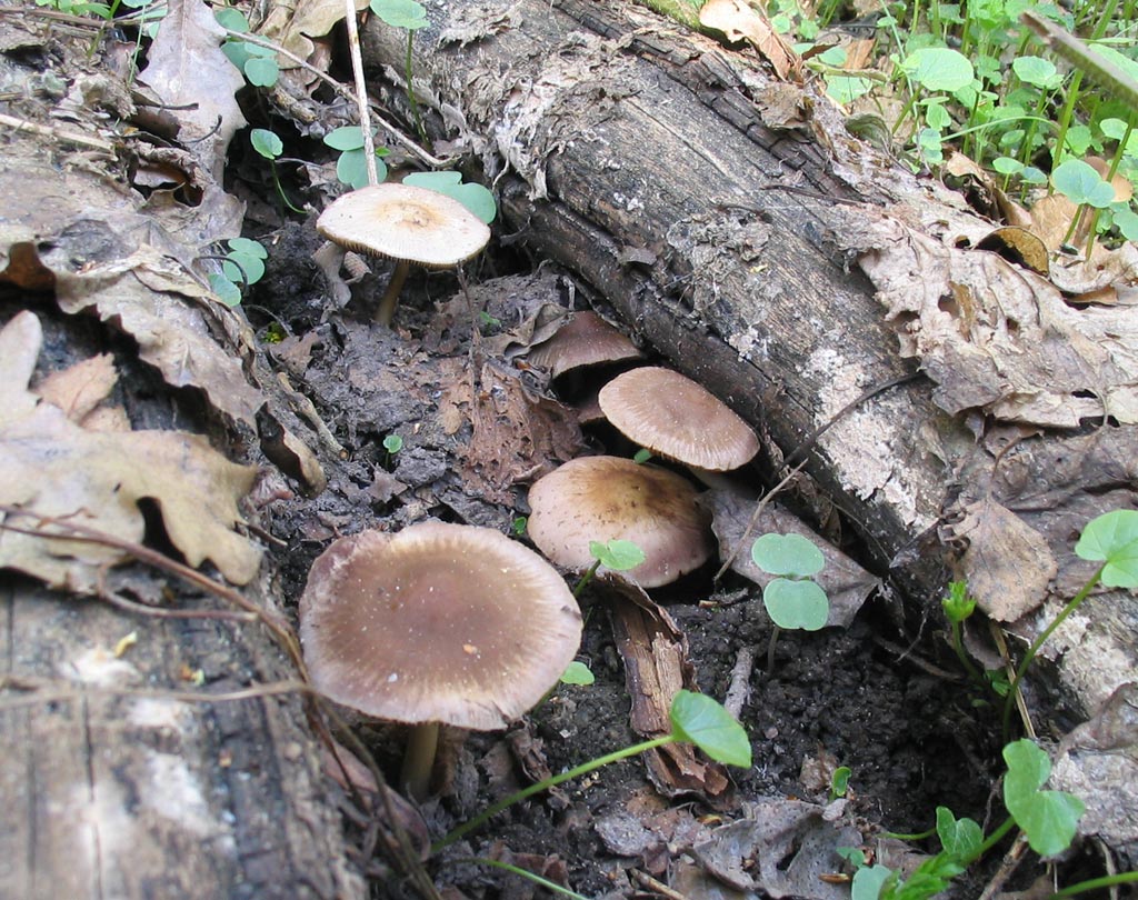 Какие грибы собирают весной