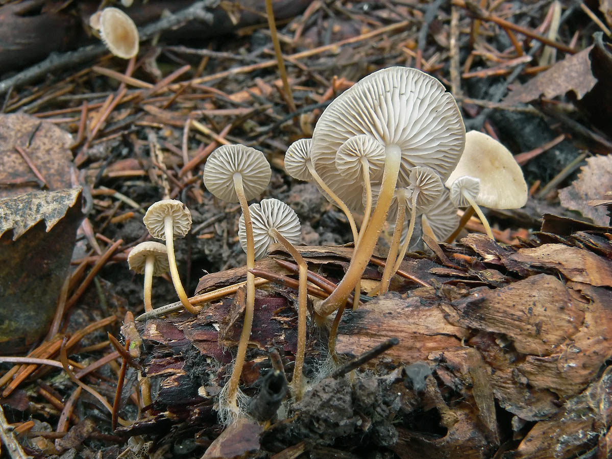 Baeospora myosura - baeospora myosura