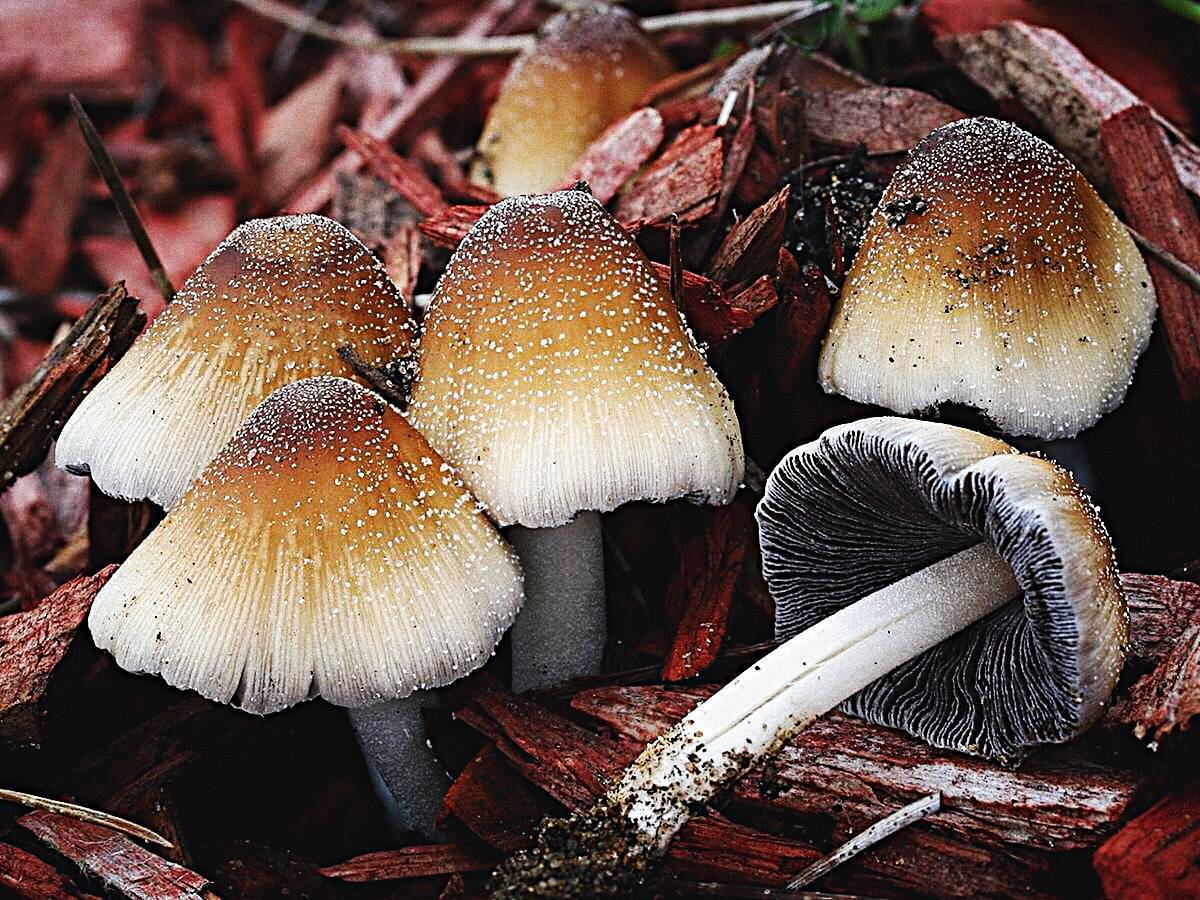 Описание съедобных грибов навозников и отличие от несъедобных видов + фото