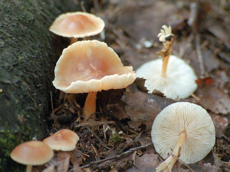 Вёшенка оранжевая (phyllotopsis nidulans): фото, описание и как готовить этот съедобный гриб