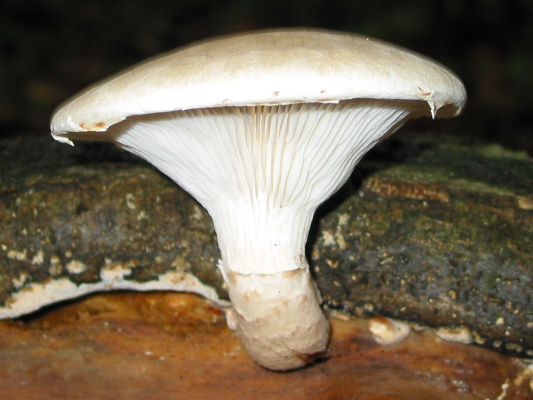 Какие грибы похожие на вешенки: съедобные и 3 ядовитых вида
