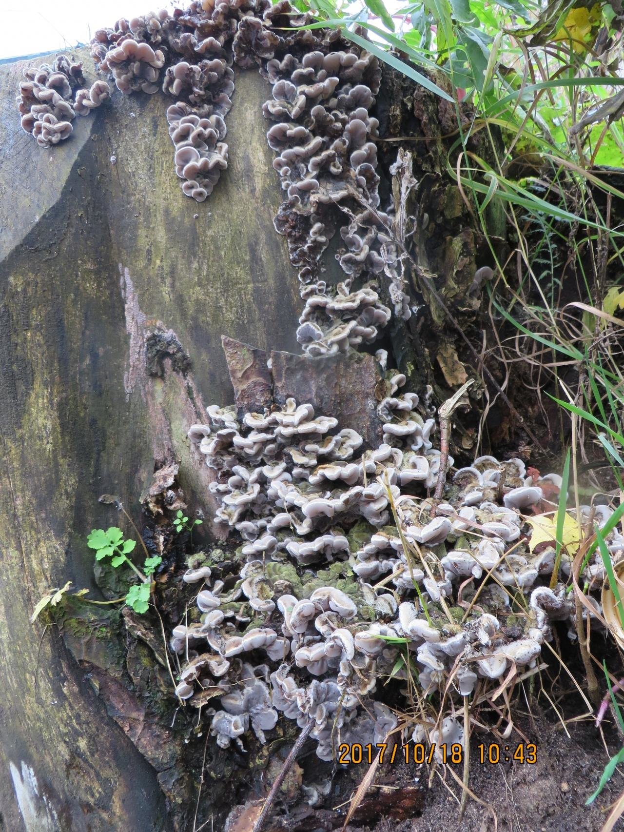 Описание и места распространения гриба аурикулярии уховидной