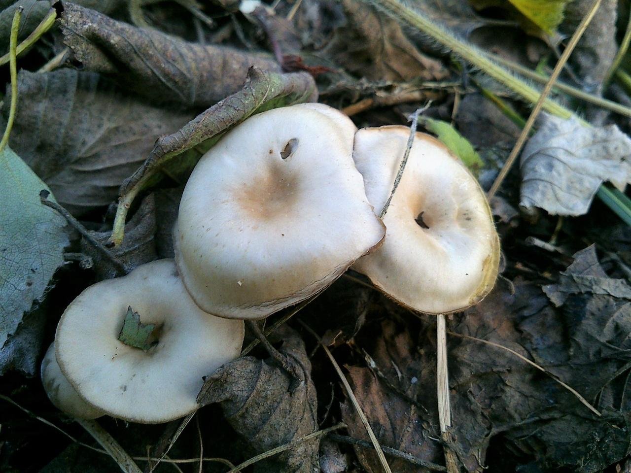 Говорушка восковатая – тихий серый яд - грибы собираем