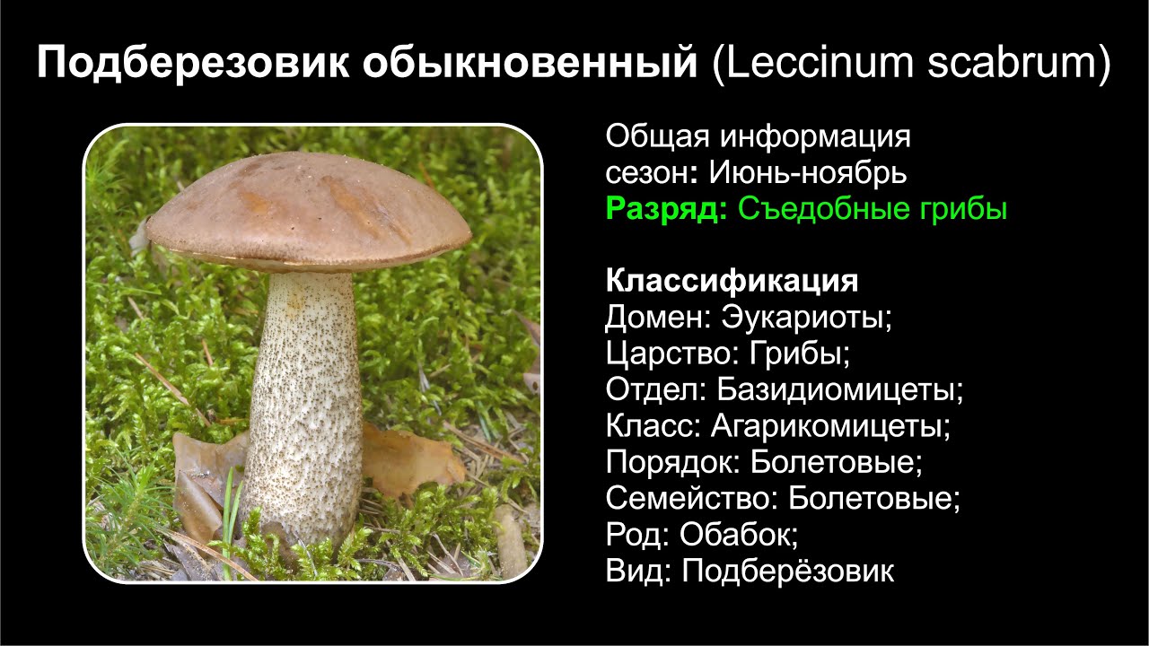 Съедобные грибы: белый, подосиновик, подберезовик. описание, фото, полезные советы!