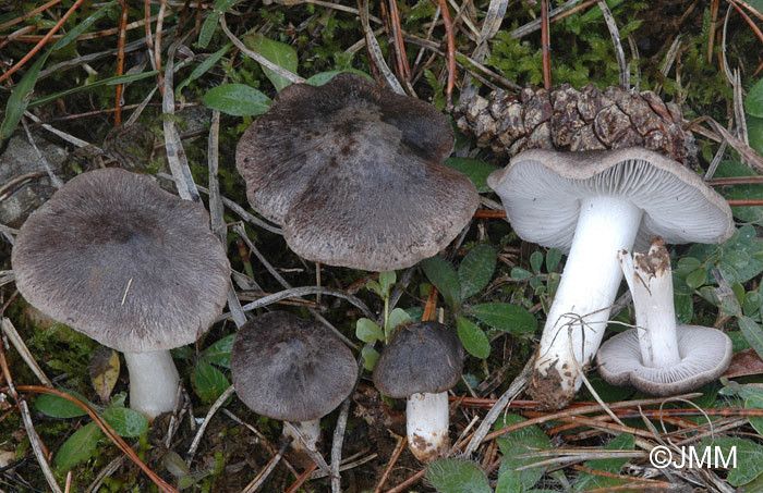 Рядовка землистая – землянисто-серый, полезный и ароматный гриб: где искать и как готовить - грибы собираем