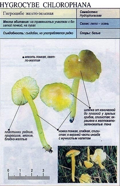 Гигроцибе темно-хлорная (гигроцибе жёлто-зелёная): описание и фото