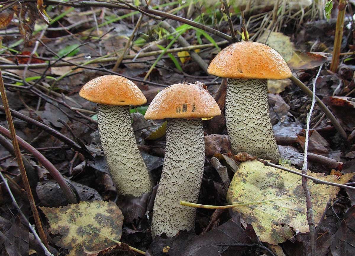 Подосиновик жёлто-бурый (leccinum versipelle) – грибы сибири