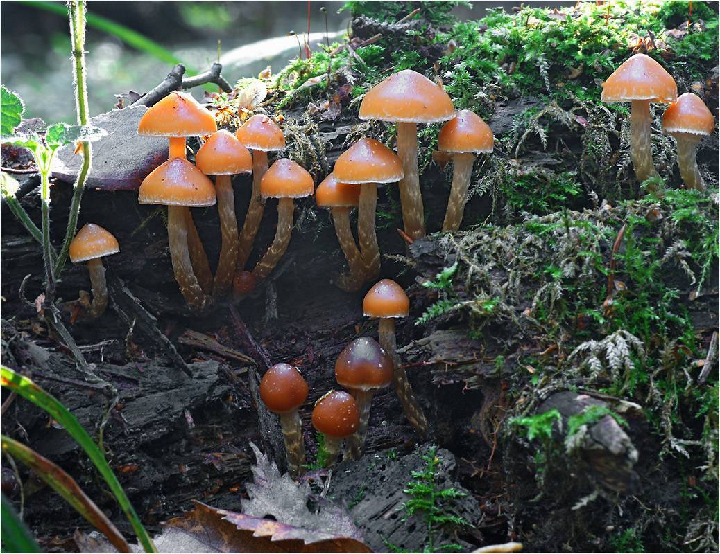 Галерина окаймленная — описание, где растет, ядовитость гриба