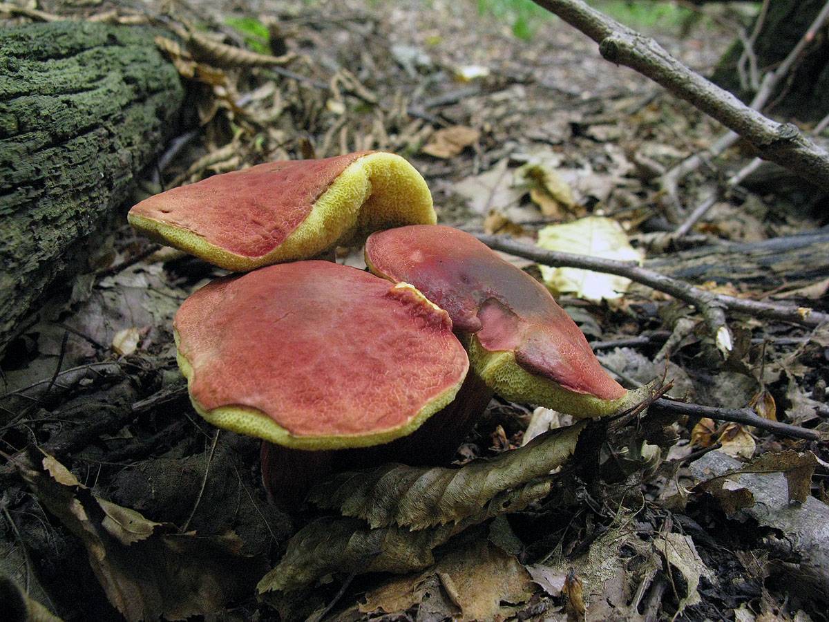 Красный гриб: съедобные и ядовитые виды, фото и описание