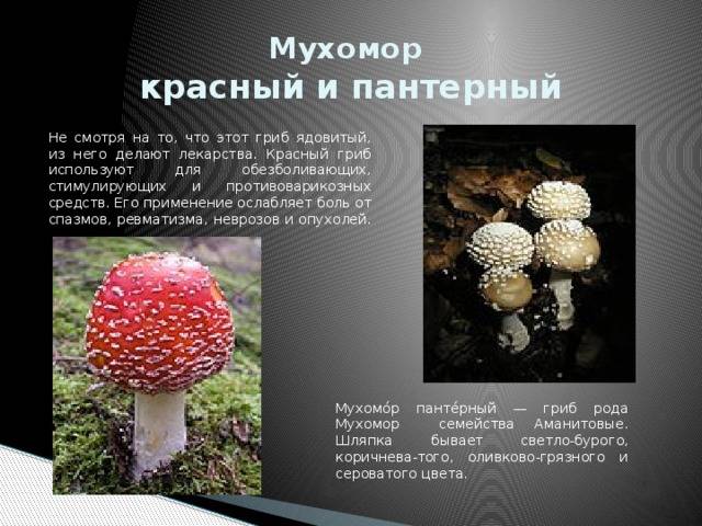 Царский гриб, мухомор цезаря, цезарский или яичный гриб (amanita caesarea): фото, описание и как его готовить