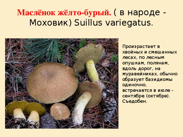 Говорушка буро-жёлтая (рядовка жёлто-бурая) - фото и описание гриба, съедобность, где растет