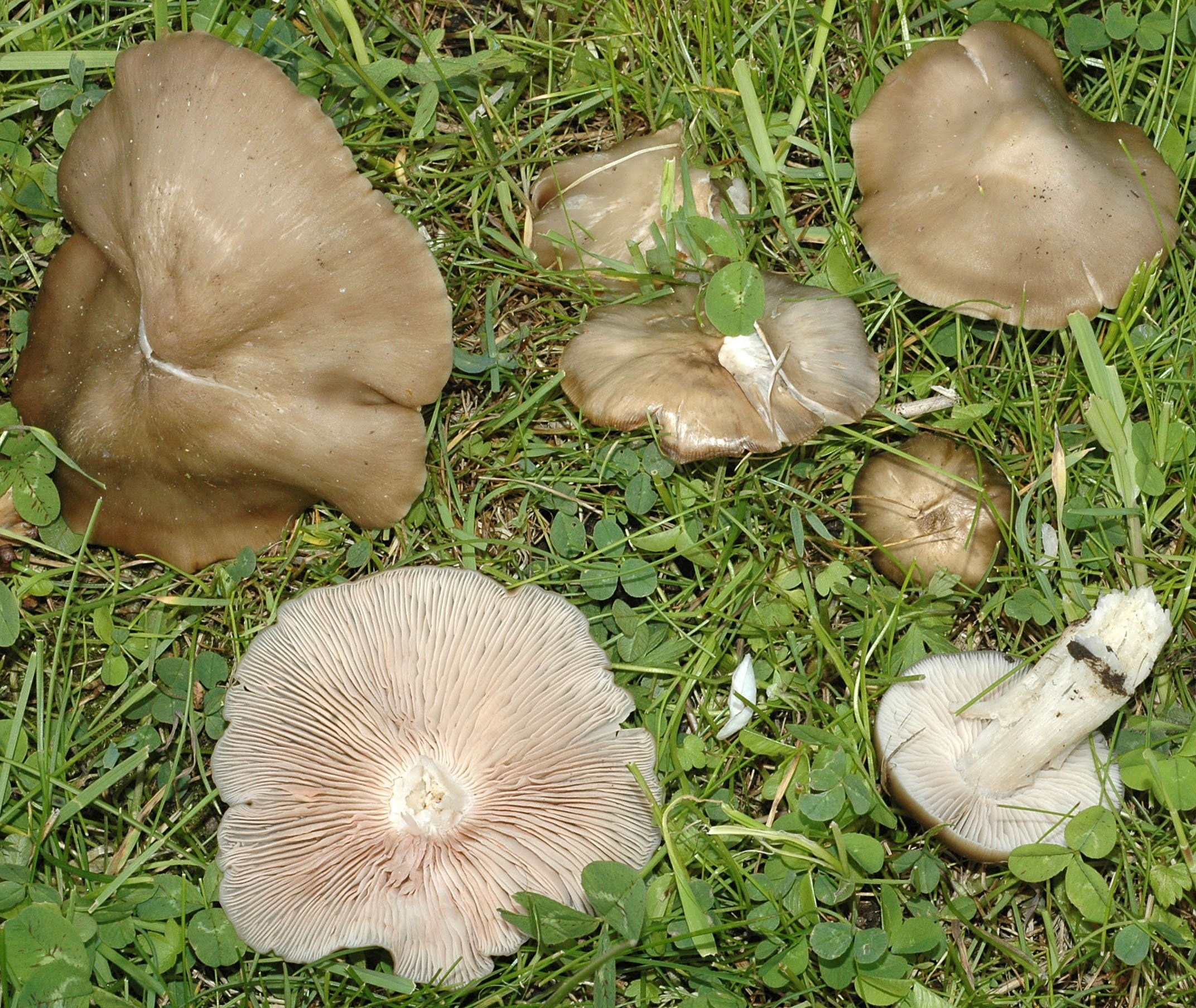 Энтолома садовая –  описание гриба. съедобность.