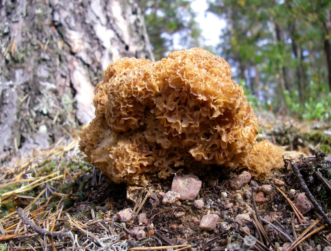 Тушеная капуста с грибами