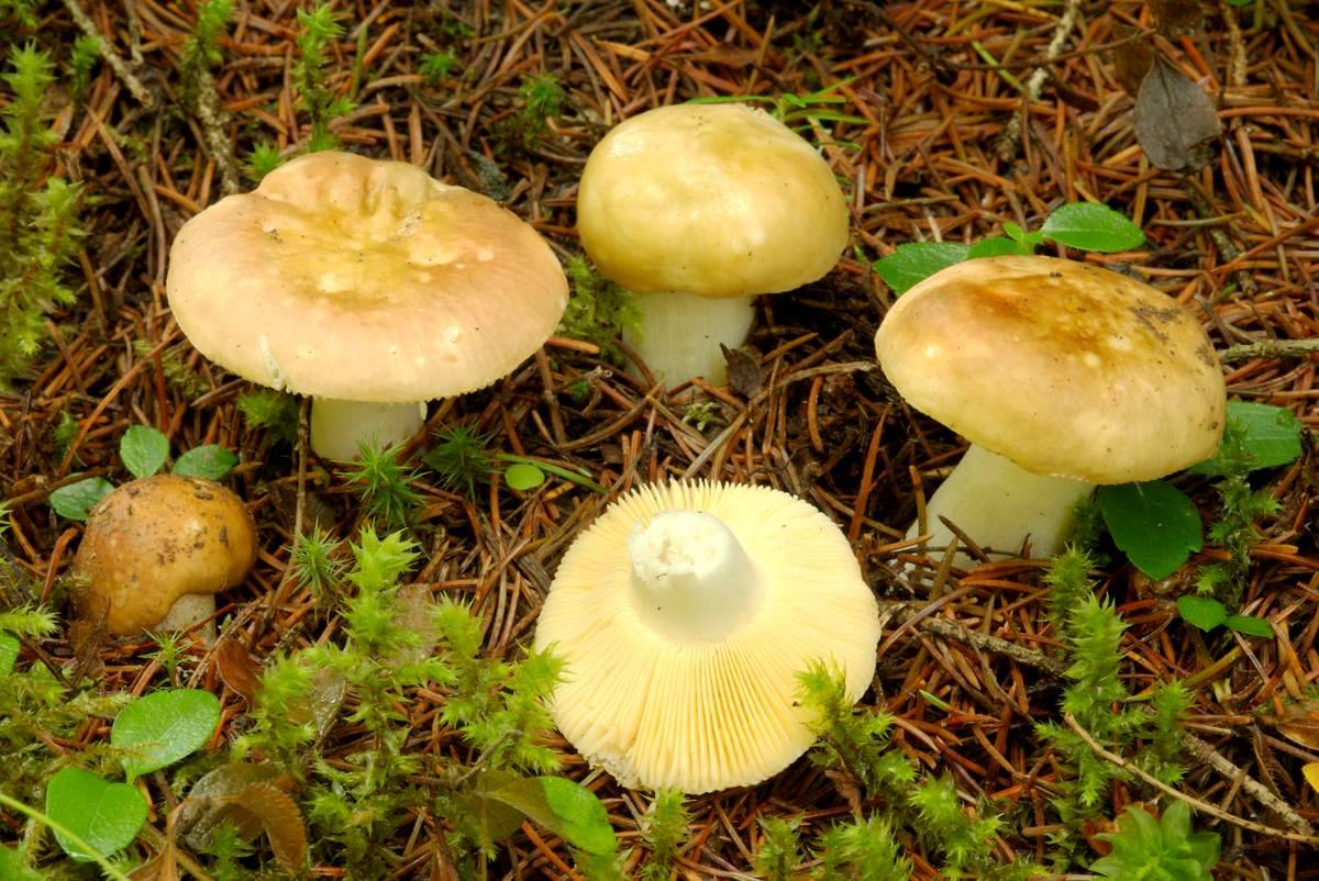 Что вы знаете о сыроежках желтых? всё о диковинном грибе!