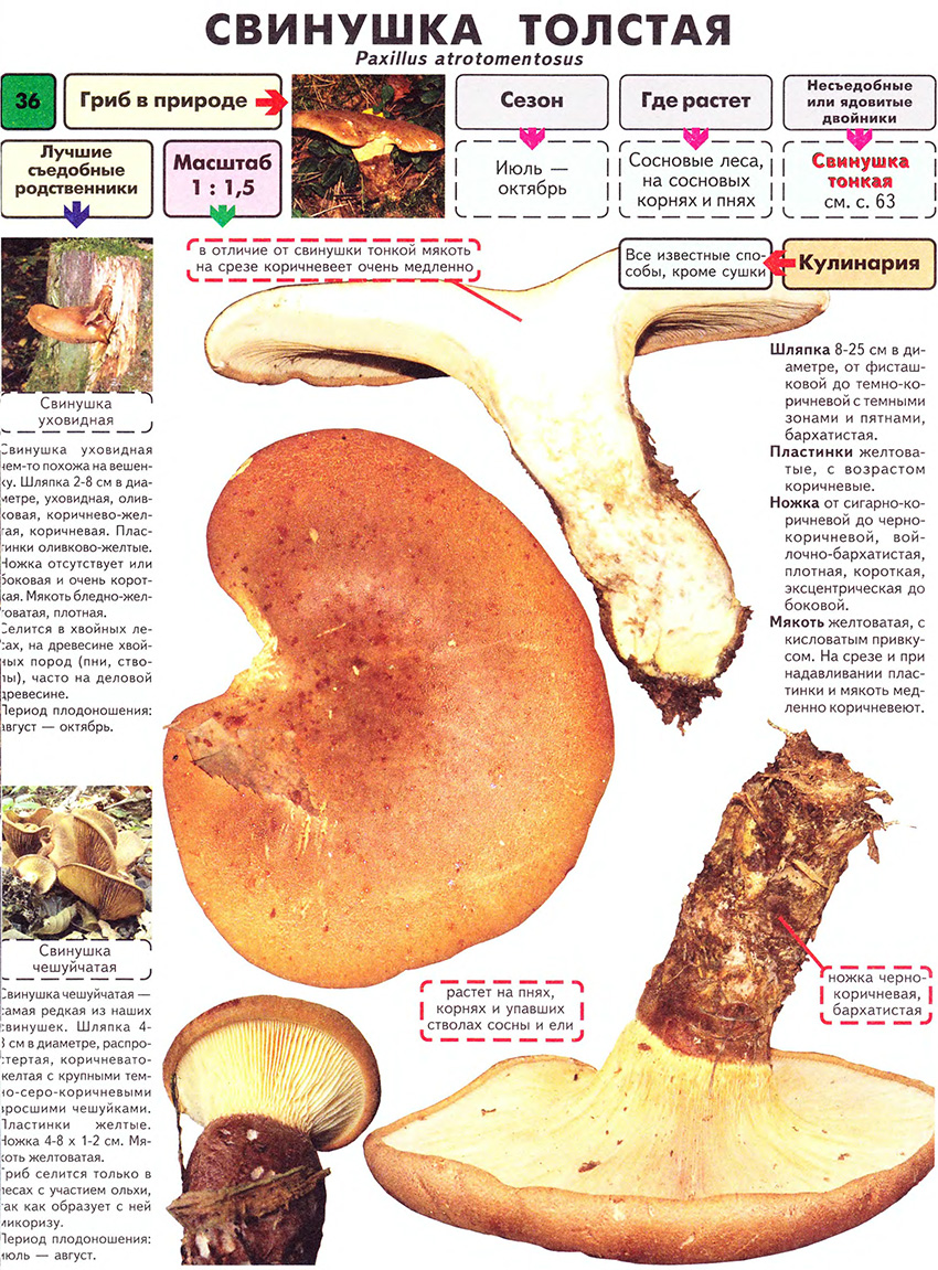 Гуляш из шампиньонов: рецепты грибных блюд
