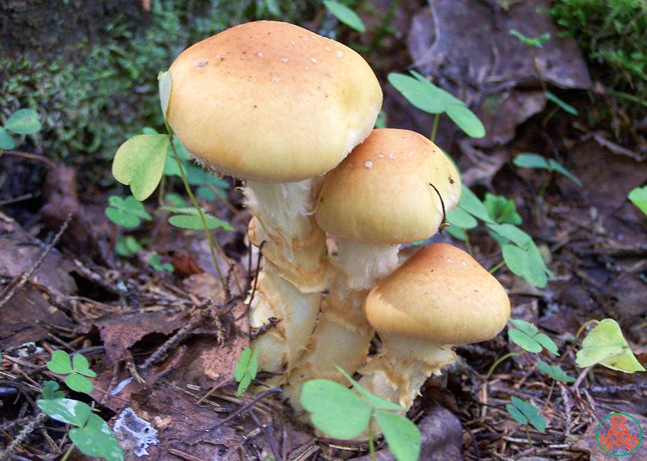 Химический гриба состав паутинник триумфальный. паутинник жёлтый (cortinarius triumphans). как выглядит и где растет гриб паутинник