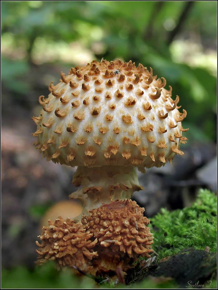 Чешуйчатка клейкая или глинисто-желтая (pholiota lenta): фото, описание и и рецепты приготовления гриба