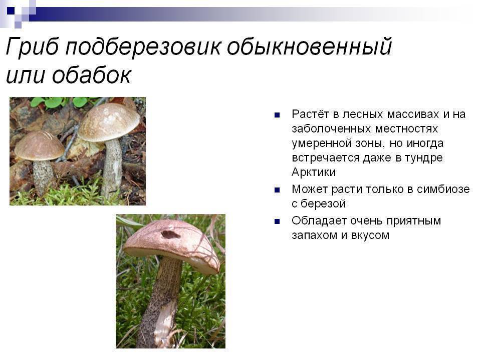 Что за гриб такой обабок? виды подосиновиков и подберезовиков +фото и видео