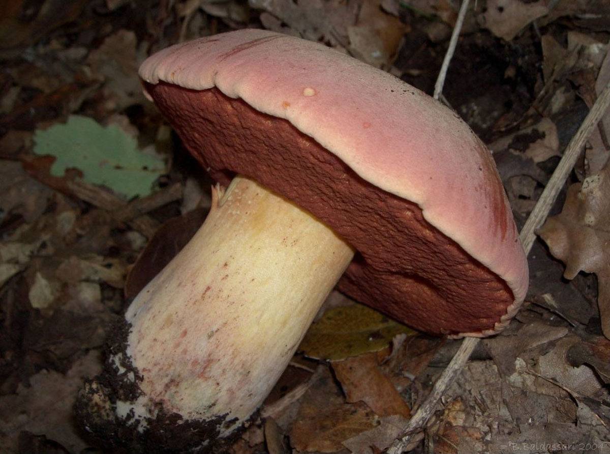 Ложный белый гриб: фото и описание. как отличить от настоящего? - дзен дневник