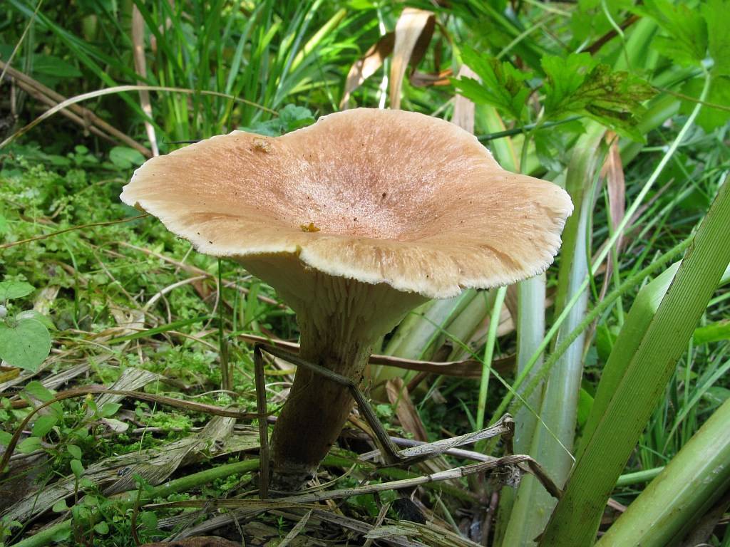 Древесный гриб: 32 вида с описаниями