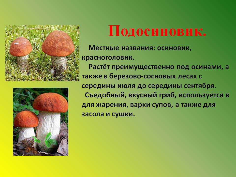 Подосиновик красный – описание гриба, фото видов. как готовить и хранить. польза для организма.