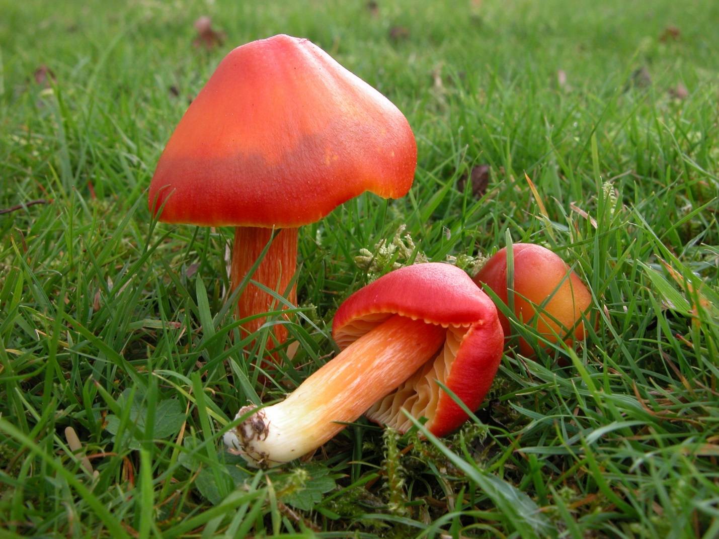 Псилоцибе кубенсис (psilocybe cubensis или stropharia cubensis): фото и описание гриба сан исидро