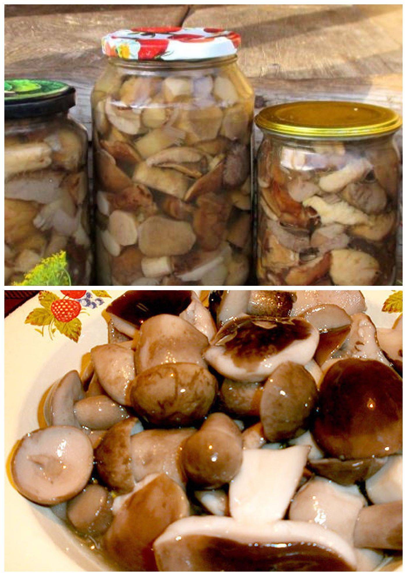 Маринованные белые грибы: рецепты в домашних условиях
