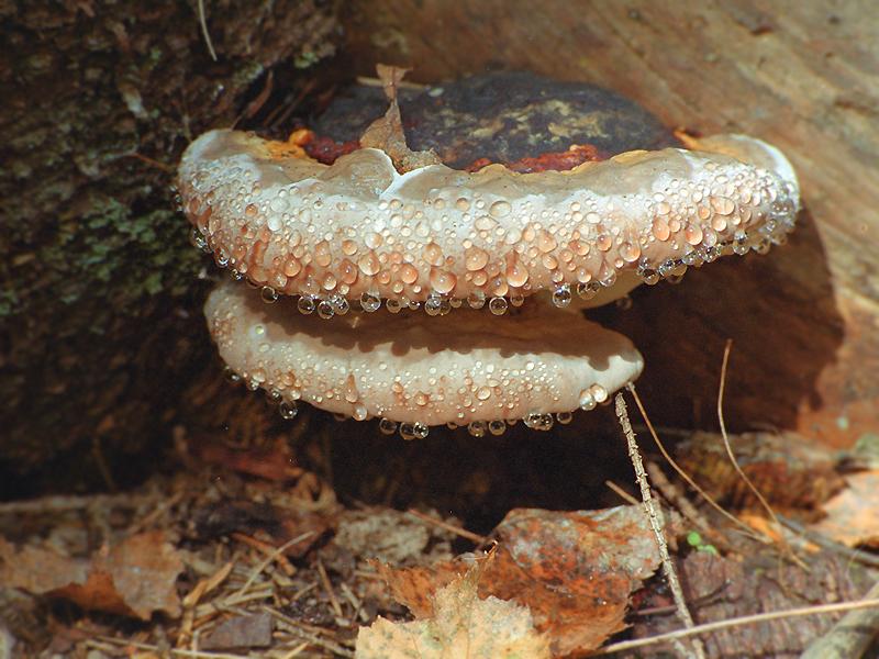 Род фомитопсис - fomitopsis karst. грибоводство.