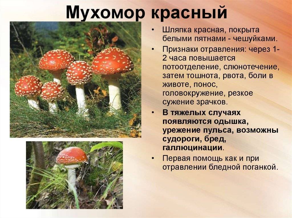 Мухомор красный (amanita muscaria): употребление, фото, описание и лечебные свойства гриба