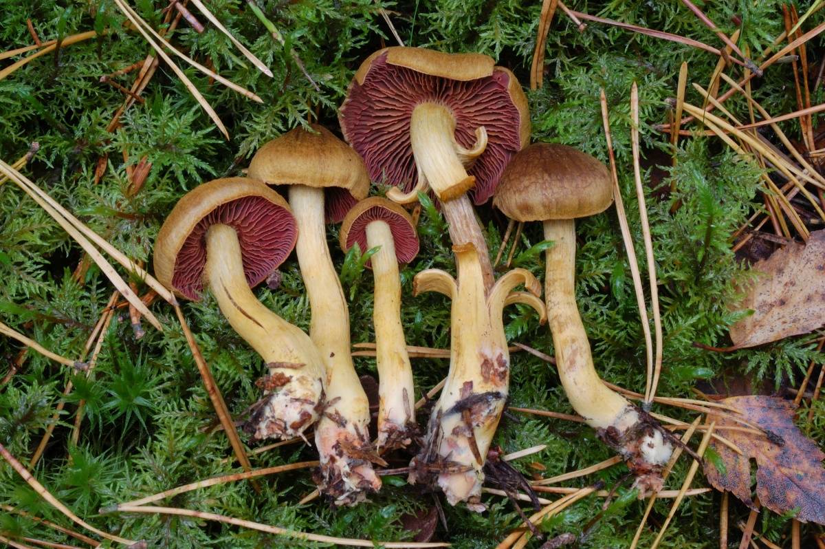 Паутинник обыкновенный (cortinarius trivialis s. l.) – грибы сибири