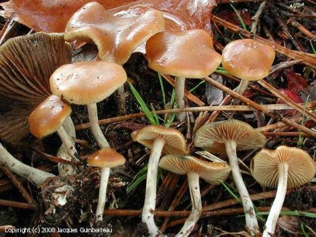 Серная голова: как выглядит гриб, где растет, можно ли есть, симптомы отравления - агрономия