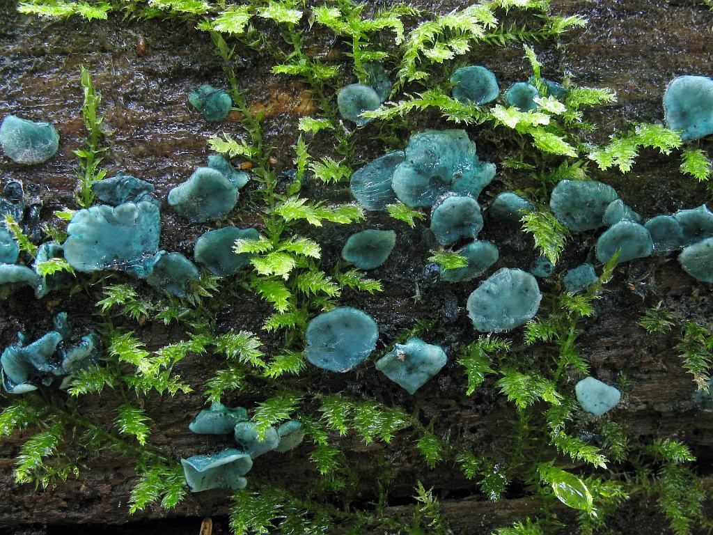 Chlorociboria aeruginascens, green elfcup fungus, identification