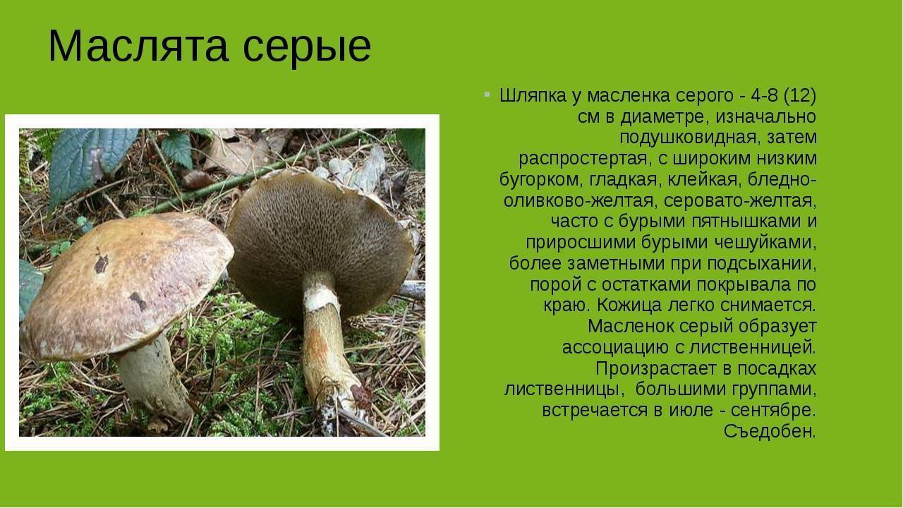 Маслята: описание и польза грибов | food and health