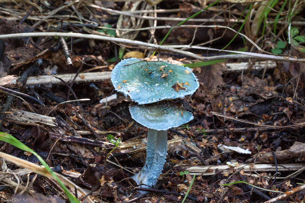 Строфария сине-зеленая (stropharia aeruginosa): описание