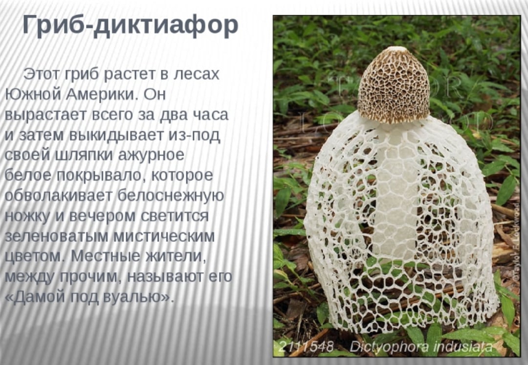 Где растет гриб сетконоска и его описание (+17 фото)