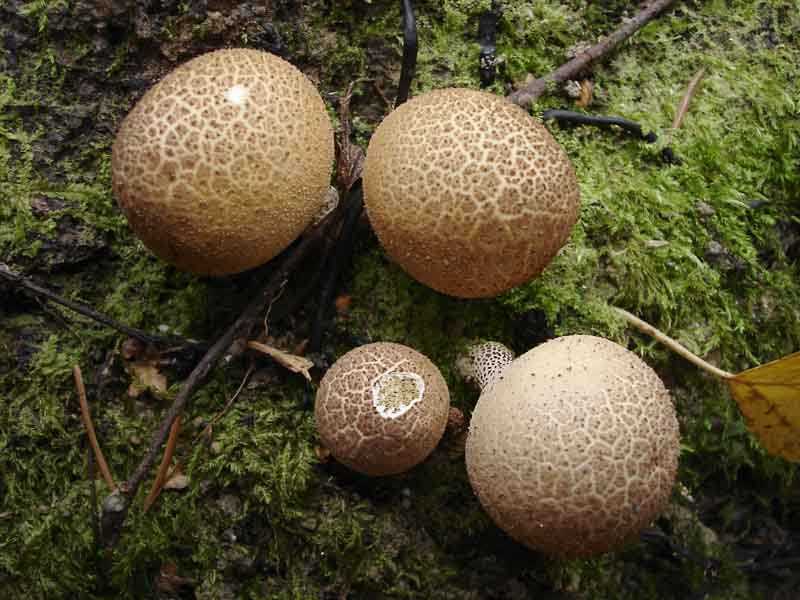 Дождевик грушевидный (lycoperdon pyriforme): фото, описание и как готовить этот гриб