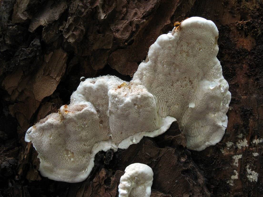 Гетеробазидион многолетний (heterobasidion annosum) – грибы сибири