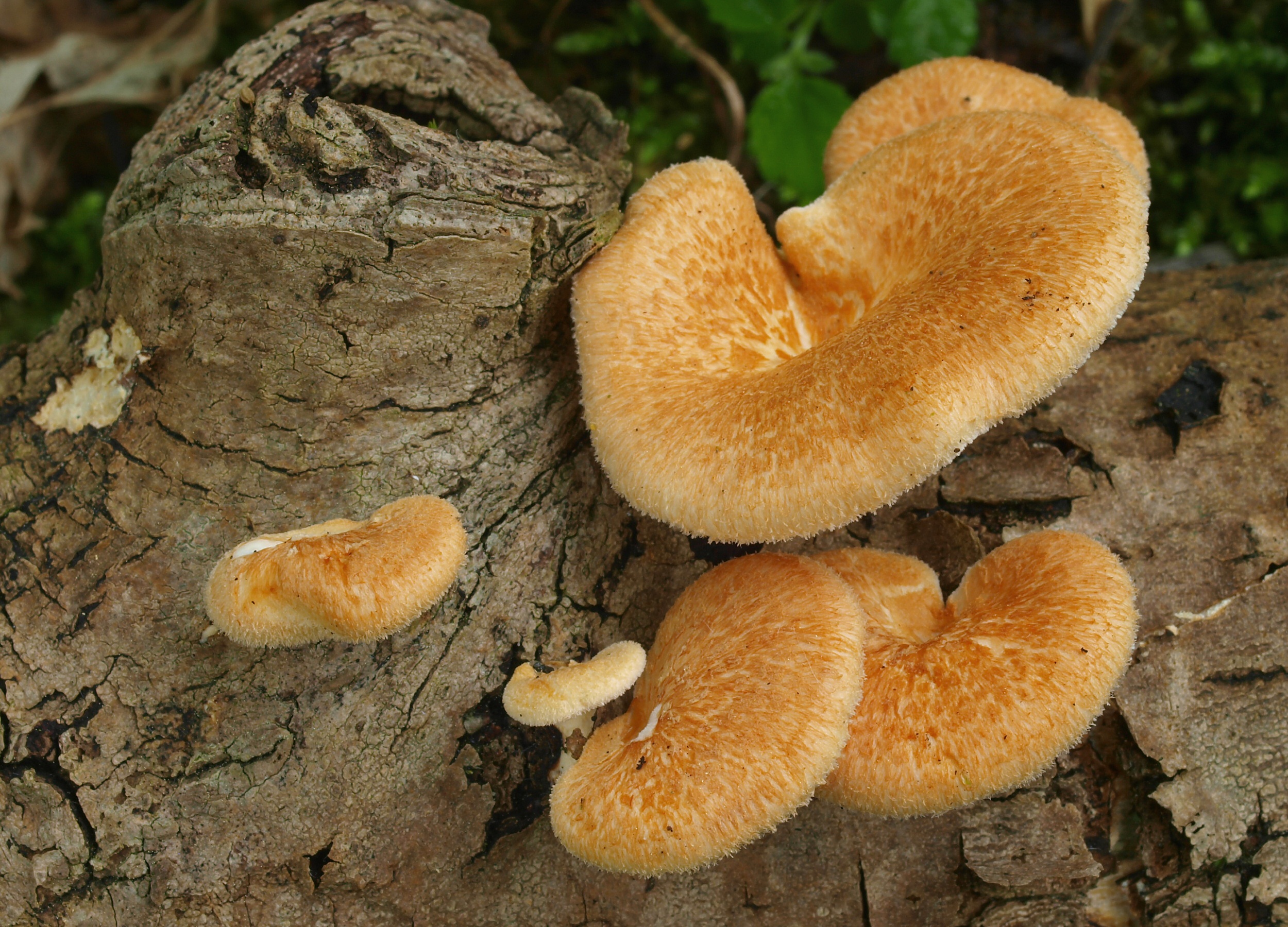Названия грибов растущих на пнях