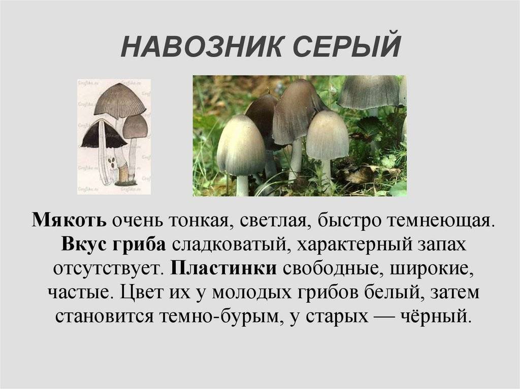 Навозник белый (coprinus comatus): фото, описание, полезные свойства и как готовить гриб