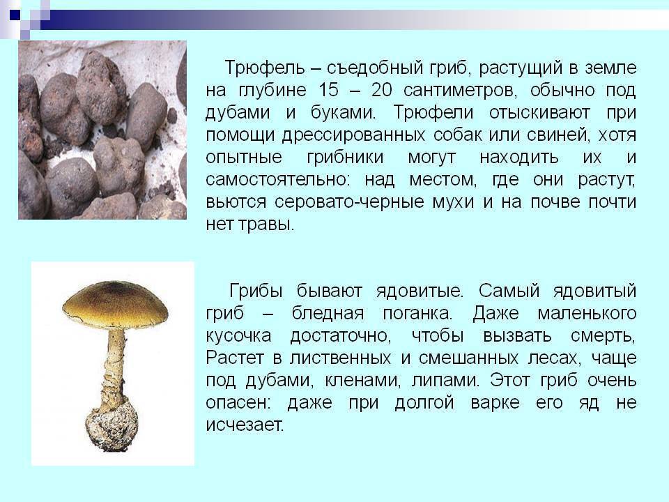 Как выглядит и где растет трюфель, съедобный гриб или нет, описание и фото, похожие виды