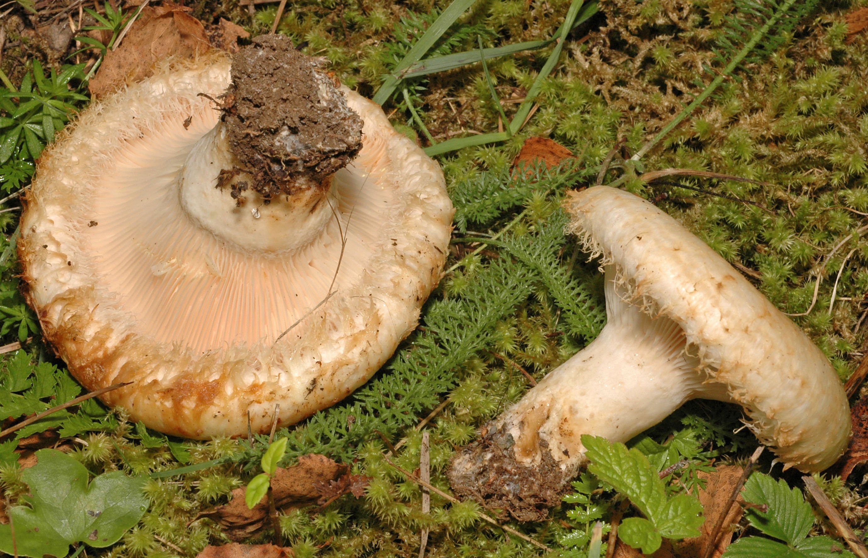 Груздь (гриб). описание, фото и виды