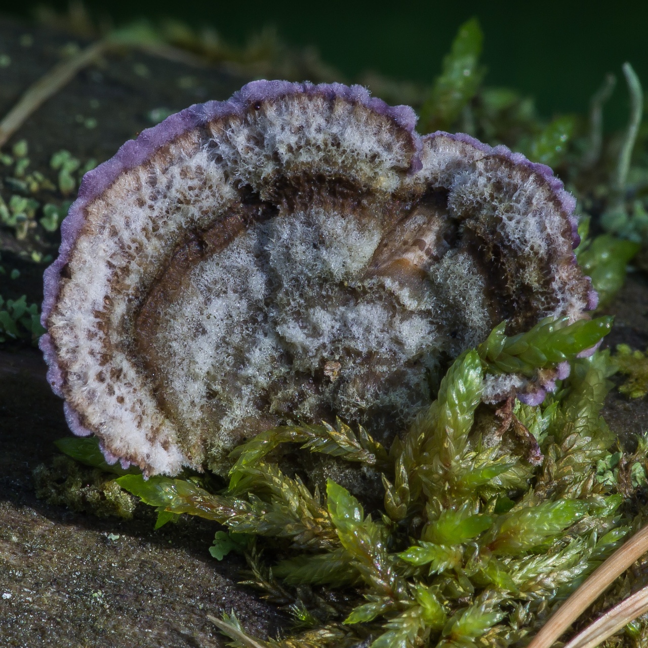 Трихаптум еловый — описание гриба , где растет, похожие виды, фото