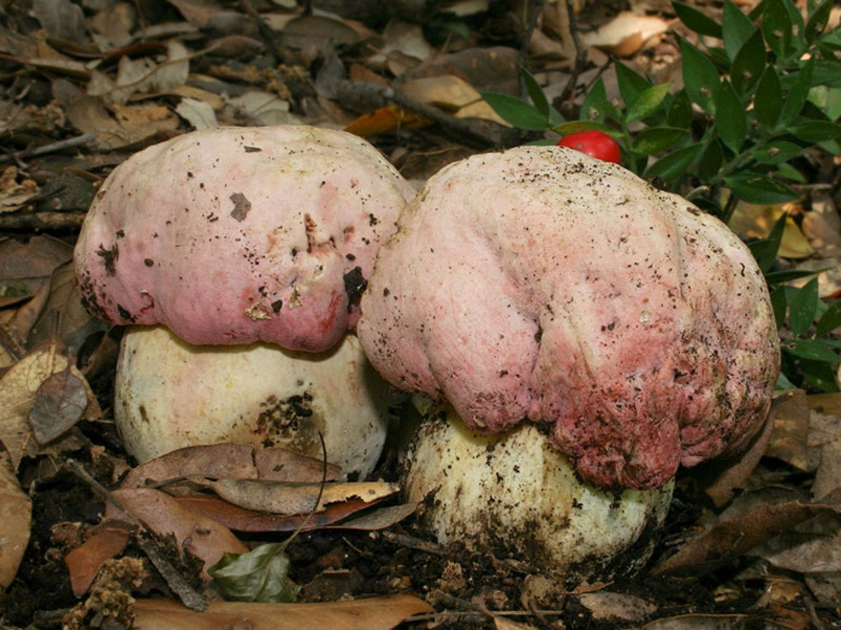 Белый гриб боровик – фото и описание, где растут, как выглядит, виды, польза и вред, условия выращивания