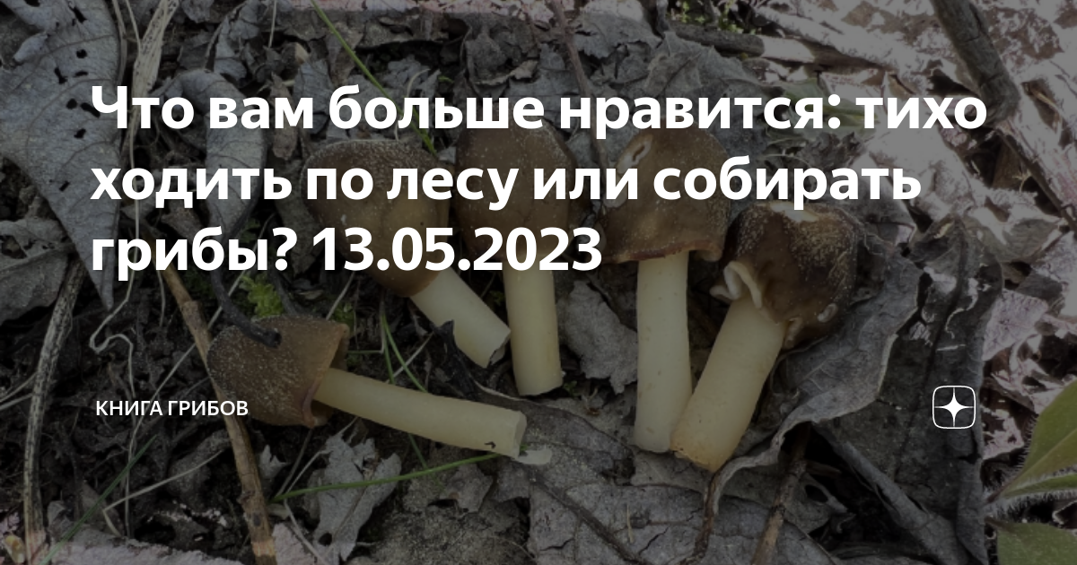 Грибы ростовской области 2023: когда и где собирать, сезоны и грибные места