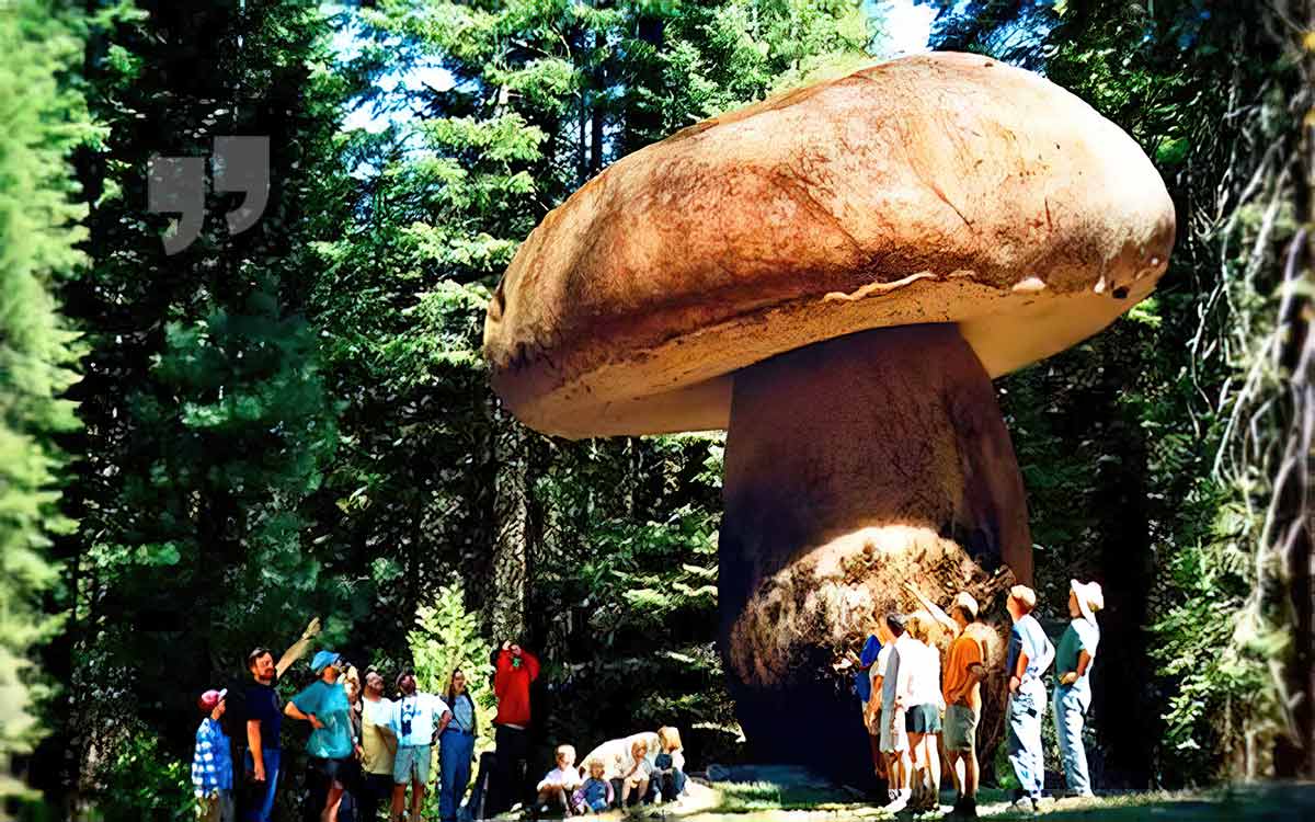 Самые большие грибы в мире: фото крупных грибов и грибниц